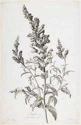 Kalfskop, uit Fleurs Dessinees d